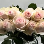 روز وردي فاتح كيني