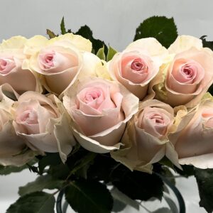 روز وردي فاتح كيني