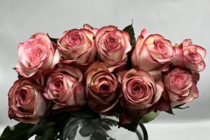 روز وردي مطبع كيني