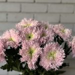 كريز سبايدر وردي مخضر هولندي