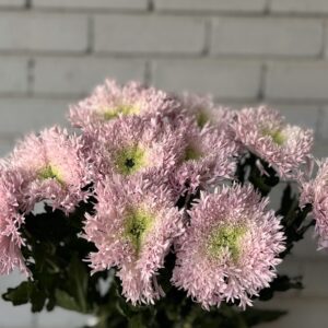 كريز سبايدر وردي مخضر هولندي